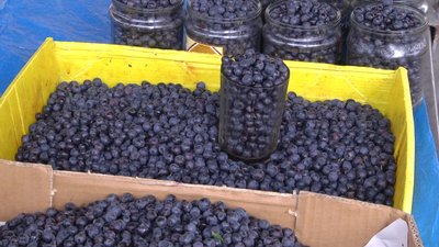 На Житньому ринку в Житомирі перевірили на вміст радіонуклідів більше 750 кілограмів чорниці На Житньому ринку в Житомирі перевірили на вміст радіонуклідів більше 750 кілограмів чорниці