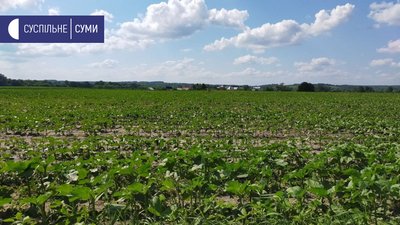 Мешканці села під Сумами скаржаться на місцевого фермера