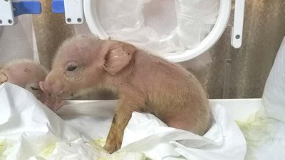 Китайським вченим вперше у світі вдалося створити гібриди мавп і свиней