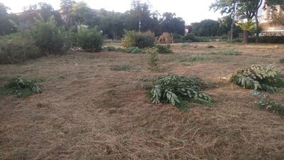 Біля Запорізької міськради відбулася акція протесту після вирубки 100 молодих дерев Біля Запорізької міськради відбулася акція протесту після вирубки 100 молодих дерев