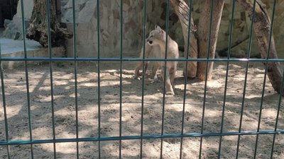 Миколаївський зоопарк знов відкритий для відвідувачів