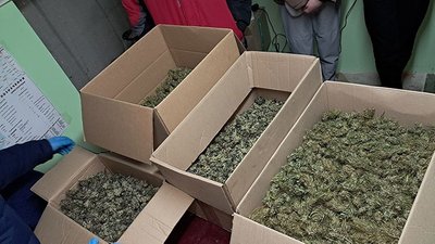 канабіс