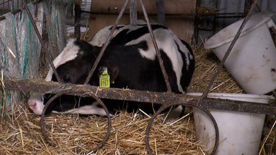 400 корів з Бахмута евакуювали та перевезли на підприємство Дніпровщини 400 корів з Бахмута евакуювали та перевезли на підприємство Дніпровщини