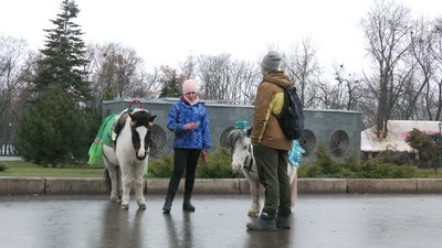 "Потрібно вводити регламентацію": зоозахисники про кінні прогулянки Харковом "Потрібно вводити регламентацію": зоозахисники про кінні прогулянки Харковом