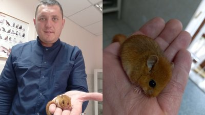 "Побачив вперше": ветеринару на Волині принесли на огляд червонокнижну горішкову соню