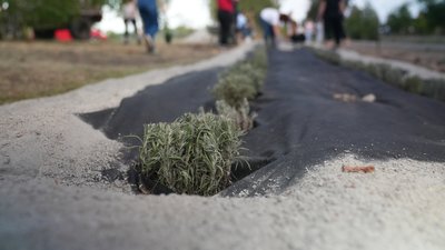 Кущі лаванди на Алеї надії в Лебедині