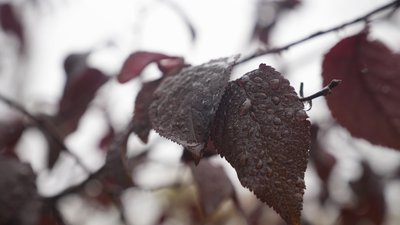 Осіннє листя
