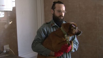Кішка з Маріуполя та мопс із Харкова: луцька "Ласка" прихистила 10 тварин переселенців Кішка з Маріуполя та мопс із Харкова: луцька "Ласка" прихистила 10 тварин переселенців