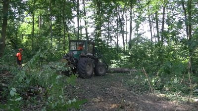 У лісництві на Житомирщині почали розчищати ділянки лісу, пошкоджені смерчем
