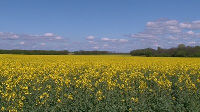 На Черкащині раніше зацвів ріпак На Черкащині раніше зацвів ріпак