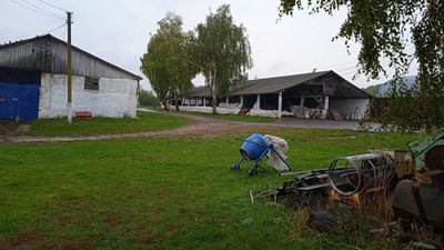 коноплі коноплі