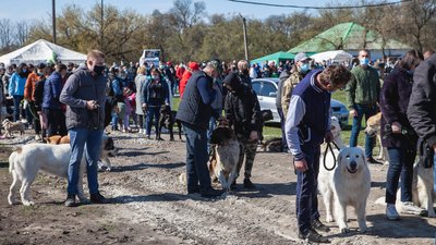 У Кропивницькому проходить всеукраїнська виставка собак У Кропивницькому проходить всеукраїнська виставка собак