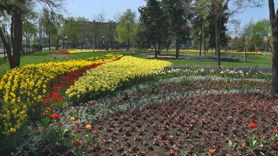 Тюльпани, крокуси, нарциси. У Маріупольському парку зацвіли понад 200 тисяч квітів Тюльпани, крокуси, нарциси. У Маріупольському парку зацвіли понад 200 тисяч квітів
