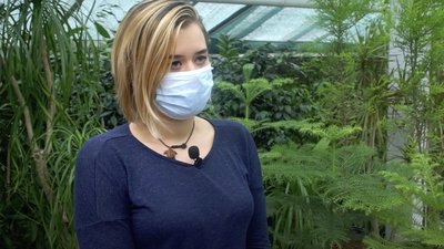 Альтернативні ялинки: яке дерево обрати до новорічних свят Альтернативні ялинки: яке дерево обрати до новорічних свят