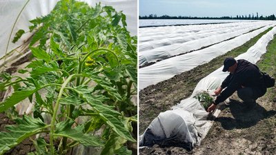 На Кіровоградщині овочі садять на 17 тисячах гектарів. Що вирощують і чи достатньо цього для потреб області На Кіровоградщині овочі садять на 17 тисячах гектарів. Що вирощують і чи достатньо цього для потреб області
