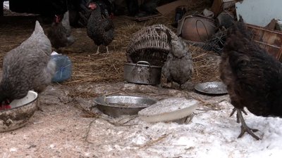 "Коли ми увійшли в цей будинок, я заплакала": на Чернігівщині родина переселенців втратила житло вдруге "Коли ми увійшли в цей будинок, я заплакала": на Чернігівщині родина переселенців втратила житло вдруге