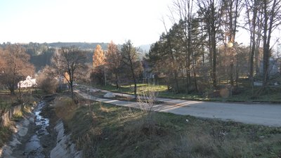 Свавілля і цинізм влади. Голова туристичної ради про вирубку каштанів у Верховині