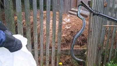 За добу прикарпатці двічі викликали рятувальників, щоб зловити змій