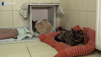 Вакансія "обіймача котів" з'явилась у черкаській ветклініці