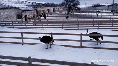 Сніг для страусів - нова розвага. Так само, як дощ.
Фото: Боровець Леся. Сніг для страусів - нова розвага. Так само, як дощ.
Фото: Боровець Леся.