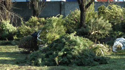 У Миколаївському зоопарку приймають ялини, які лишилися після новорічно-різдвяних свят У Миколаївському зоопарку приймають ялини, які лишилися після новорічно-різдвяних свят