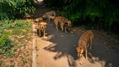 бездомні собаки кропивницький