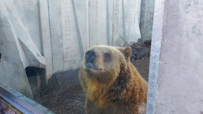 На два тижні раніше: у Черкаському зоопарку прокинулися ведмеді