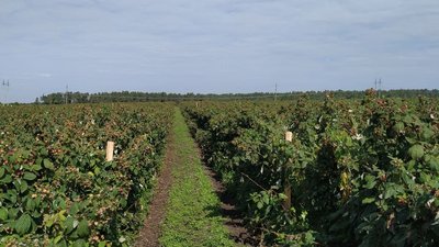 Плодово-ягідний сезон: на який врожай очікують фермери Плодово-ягідний сезон: на який врожай очікують фермери