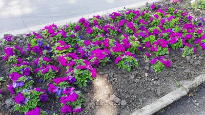 "Ми робимо для них красу, а вони знищують". Скільки квітів вкрали з клумб Кропивницького