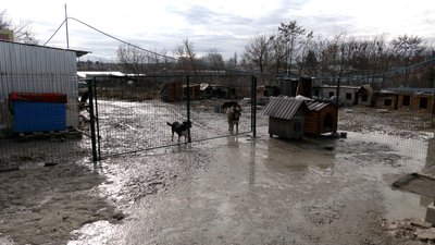 У Рівному зооактивісти вимагають розпочати будівництво притулку для тварин. Як реагує міськрада У Рівному зооактивісти вимагають розпочати будівництво притулку для тварин. Як реагує міськрада