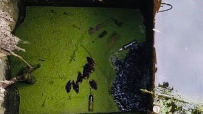 На Львівщині рятувальники вивільнили зі шлюзів трьох диких каченят На Львівщині рятувальники вивільнили зі шлюзів трьох диких каченят