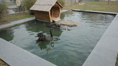 У родині австралійських чорних лебедів з Подільського зоопарку поповнення У родині австралійських чорних лебедів з Подільського зоопарку поповнення