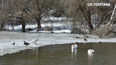 Ставок із птахами в полтавському дендропарку Ставок із птахами в полтавському дендропарку