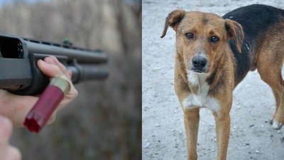 Поліція Одещини розслідує вбивство 5 собак: зоозахисники підозрюють місцевого депутата