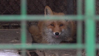 Як зимують тварини в Одеського зоопарку Як зимують тварини в Одеського зоопарку
