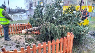 На Рівненщині від сильного вітру впала головна ялинка На Рівненщині від сильного вітру впала головна ялинка