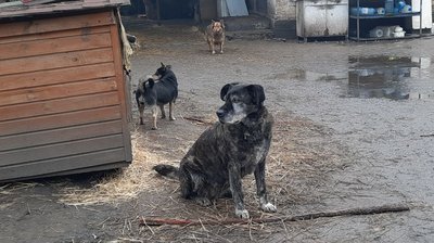 У Кропивницькому в притулку для бездомних тварин не вистачає їжі, дров та утеплювачів для будок