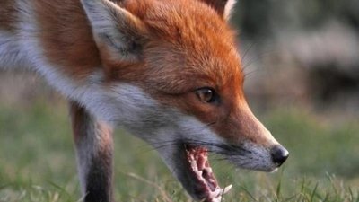 На території Антонівської селищної ради Херсонської області виявили сказ у червоної лисиці