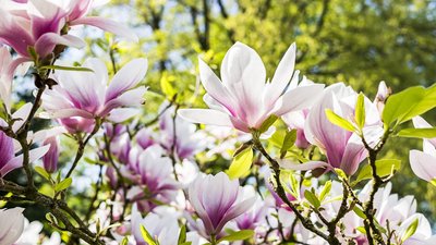 Пам'яті загиблих героїв. На Львівщині відкриють алею магнолій з іменними табличками