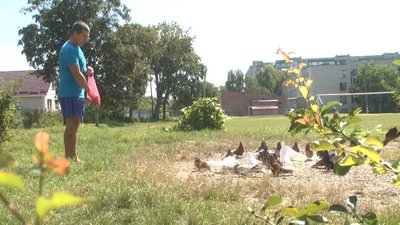 Доглядати і розводити голубів – це цікаве хобі, яке приносить задоволення і заспокоює нервову систему. Фото: Суспільне. Доглядати і розводити голубів – це цікаве хобі, яке приносить задоволення і заспокоює нервову систему. Фото: Суспільне.