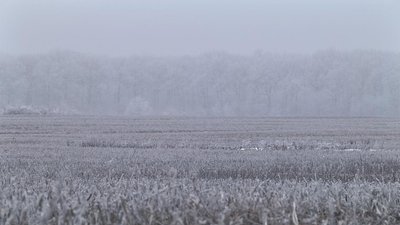 У одній з буковинських громад понад 20 га землі приватизували посадовці держгеокадастру (ВІДЕО)