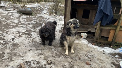 Собаки з полтавського притулку, який підтопило Собаки з полтавського притулку, який підтопило