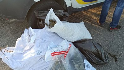 Поліцейські Дніпропетровщини вилучили 150 кущів конопель у жителя Новомосковського району Поліцейські Дніпропетровщини вилучили 150 кущів конопель у жителя Новомосковського району