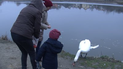 Лишився зимувати: лучани просять врятувати лебедя, який оселився на місцевому ставку Лишився зимувати: лучани просять врятувати лебедя, який оселився на місцевому ставку