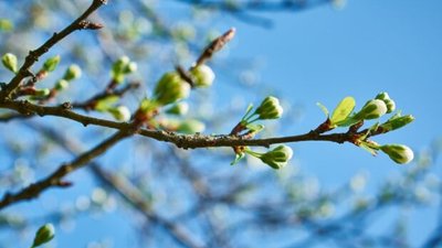 Весна у Києві видалася холодною і увійшла в десятку найсухіших