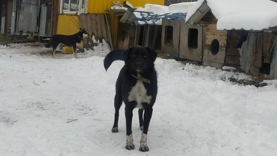 Зоозахисник із Сум власним коштом утримує та стерилізує безпритульних собак Зоозахисник із Сум власним коштом утримує та стерилізує безпритульних собак