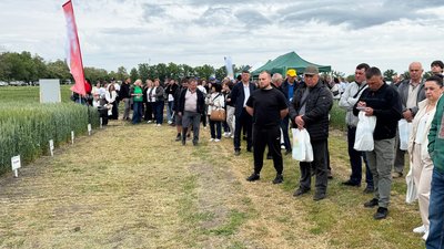 "День поля" на Кіровоградщині: аграріям презентували стійкі до посухи та морозів культури