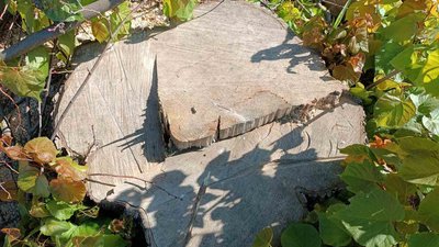 На Вінниччині викрили незаконну рубку: шкода довкіллю – понад 800 тисяч гривень На Вінниччині викрили незаконну рубку: шкода довкіллю – понад 800 тисяч гривень