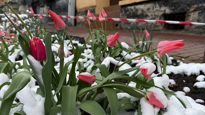 Тюльпани під снігом