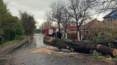 Вітер повалив дерева та знеструмив будинки на Закарпатті